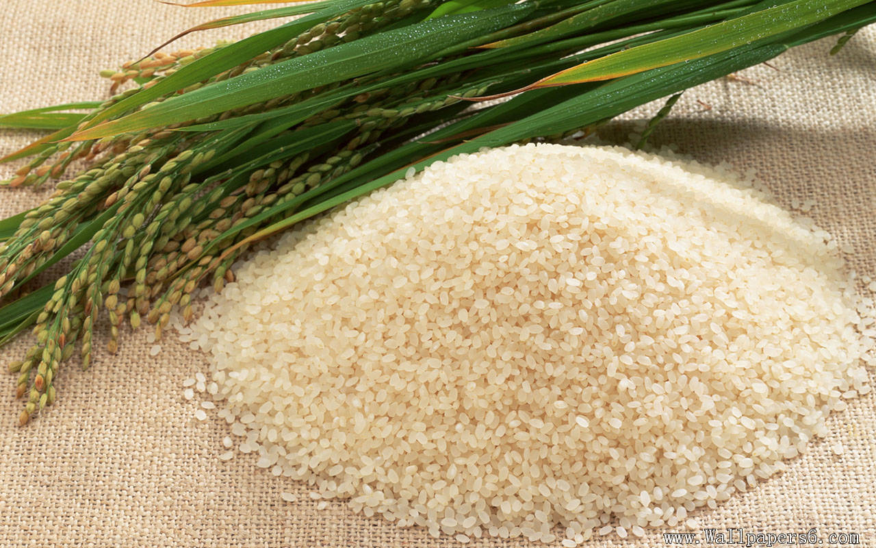 68760280-rice-wallpapers